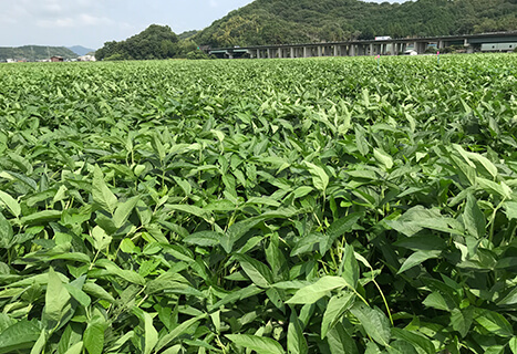 大豆「たつひめ」