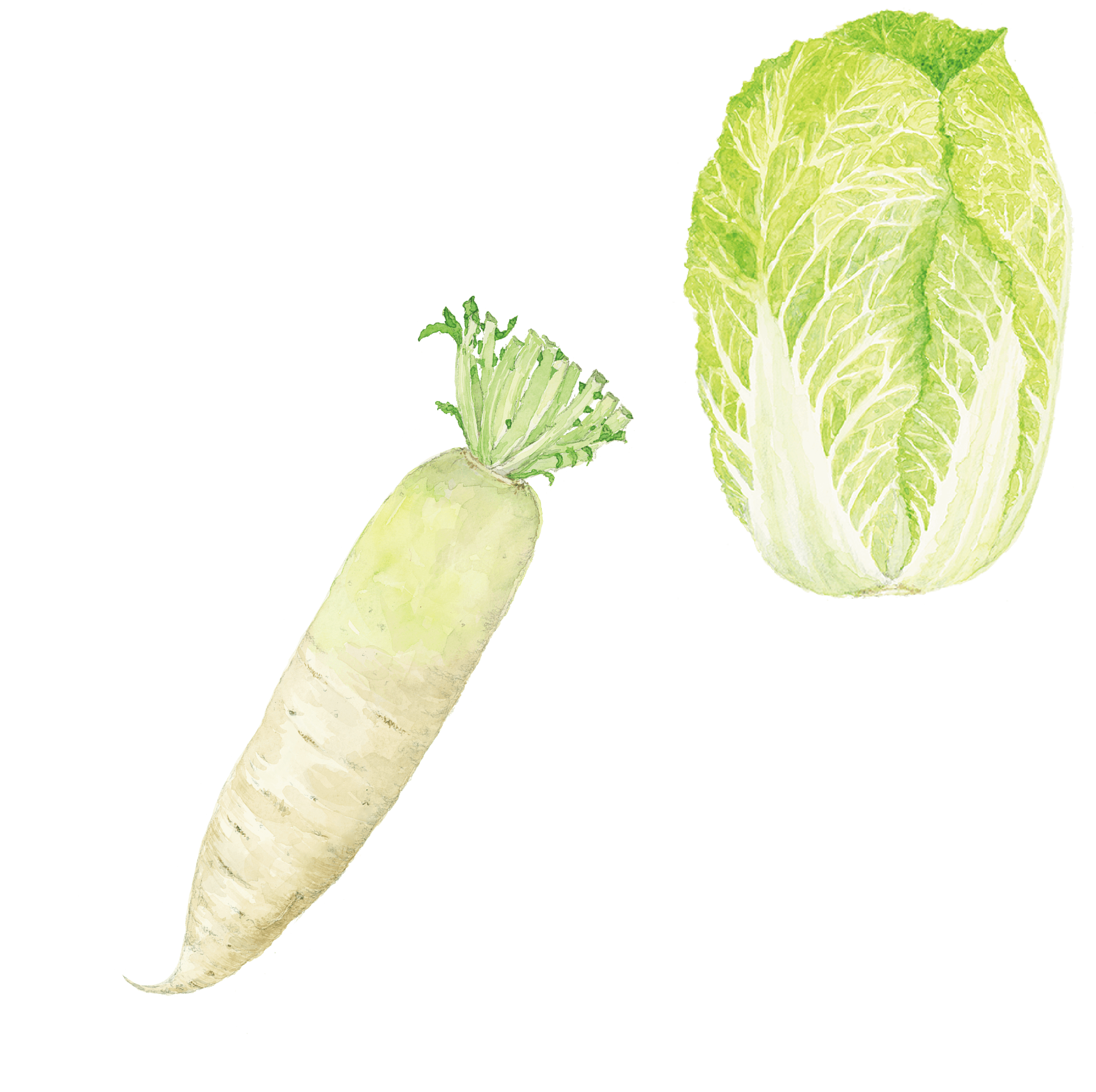 大根、白菜